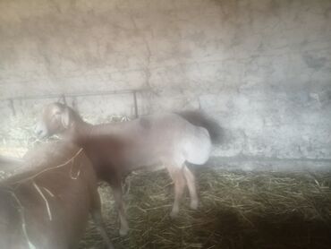 дом для животных: 3Жаш 6тиш кой, бойу85см, Кулак 18см узун куйругу чон авган