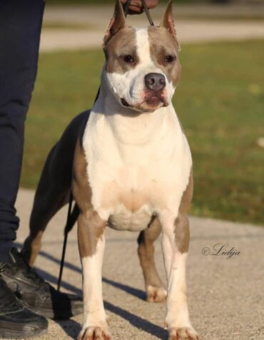 Psi: Odgajivacnica King of Montenegro predstavlja novo leglo i jedinstvenu na lalafo.rs — 15 Psi: Odgajivacnica King of Montenegro predstavlja novo leglo i jedinstvenu — 15