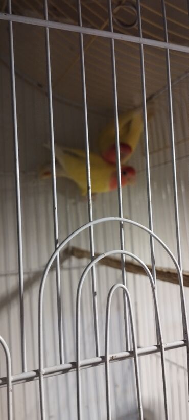 Quşlar: Məhsul: Sevda tutquşları cütü (Lovebird).Ünvan Razin Rəng: Sarı bədən
