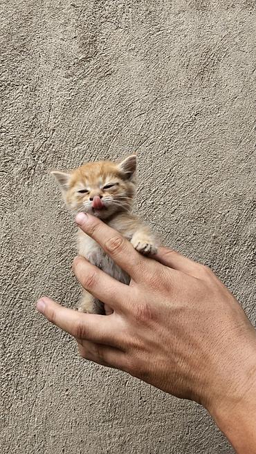 Кошки: Кошка даром: Беспородная, 3 месяца, Девочка, Приучена к лотку — 1