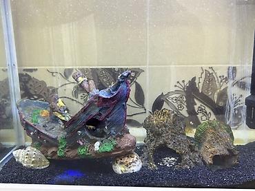 kompressor akvarium: Zavod istehsalı olan akvarium sarılır 60 litrdi, içində 4 ədəd balıq — 2