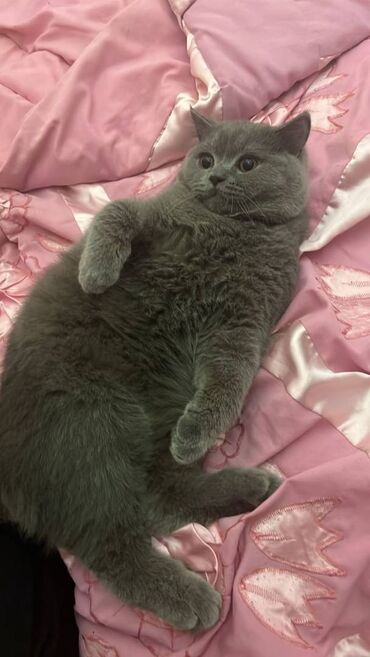 Pişiklər: Şotland, Erkək — 20