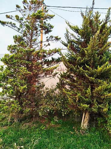 beryoza ağacı azerbaycan dilinde: Həmişəyaşıl iynəyarpaq kollar/şam tipli ağaclar - Landşaft üçün — 1