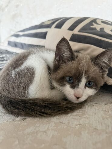 купить кошку вислоухий: Котёнок с голубыми глазами и необычным окраcом. Очень игривый умный