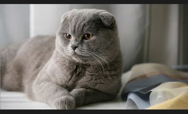 шотландская кошка цена: Опытный кот для вязки шотландская весоухая, кабель результат 100%