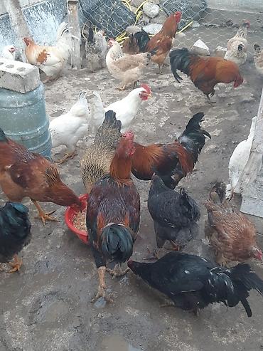 Куры, петухи: Продаю | Петух, Куры | Домашняя | На забой, Для разведения, Несушки — 2