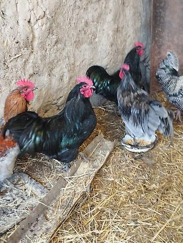 Куры, петухи: Продаю | Петух | Для разведения — 5