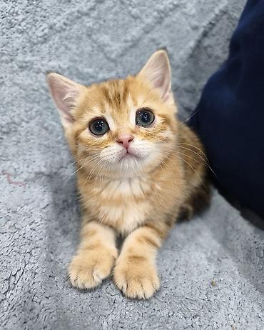 Продажа кошек: Предлагается к предварительному резерву шотландский котенок. Скоттиш — 9