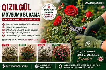 🌹 QIZILGÜL BUDAMA XİDMƏTİ 🌹 Qızılgülləriniz düzgün budanmır? 🌿 Çox lalafo.az -da 🌹 QIZILGÜL BUDAMA XİDMƏTİ 🌹 Qızılgülləriniz düzgün budanmır? 🌿 Çox