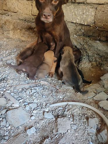 erkek it adlari: Zvonok, 1 ay, Dişi — 4
