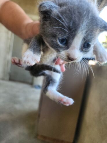Pişiklər: Dişi, Erkək, Yaxşı əllərə, Ünvandan götürmə, Pulsuz çatdırılma — 17