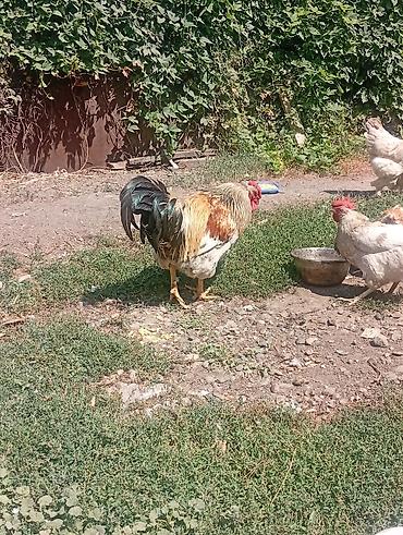 домашний животные: Продаю | Куры | Домашняя | Несушки — 7