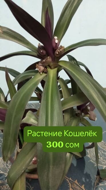 Другие комнатные растения: Продаю домашние растения и цветы,такие как