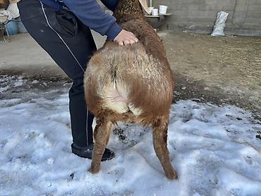 Баран, овца: Продаю | Баран (самец) | Арашан | Для разведения | Племенные, Осеменитель — 4