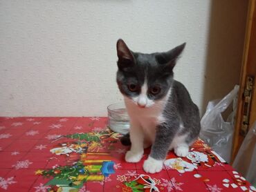 Pişiklər: Yaxşı əllərə — 10