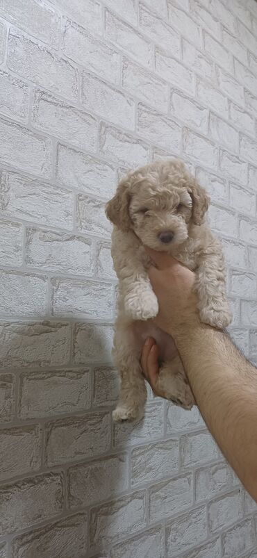 İtlər: Pudel, 2 ay, Dişi, Peyvəndli, Ödənişli çatdırılma — 2