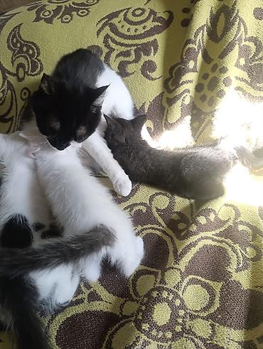 для котиков: Кошка даром: Беспородная, 2 месяца, Мальчик — 1