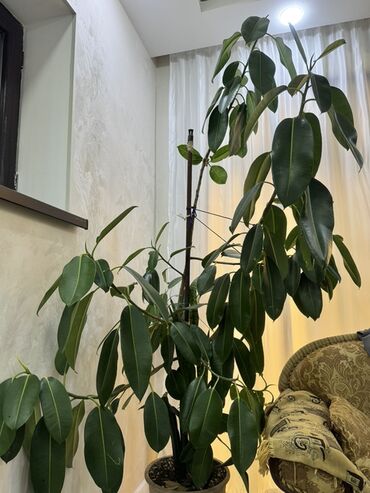 Otaq bitkiləri: Böyük ölçülü otaq bitkiləri dəsti - Fikus elastika (rezin ağacı) — 5