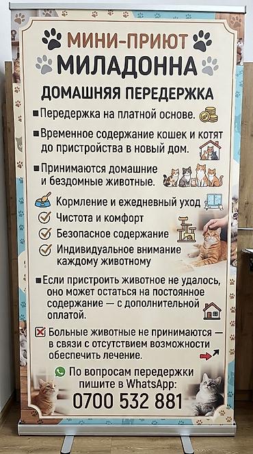 каракол кой: Найдена : Беспородная — 3