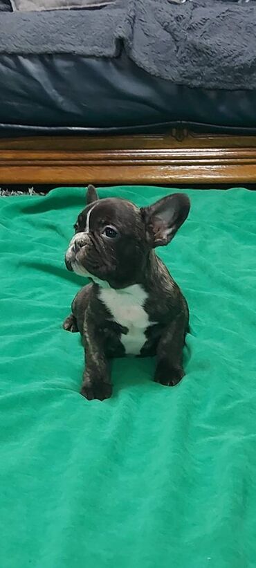 Psi: Francuski buldog štenci egzotičnih boja veseli umiljati, stručno na lalafo.rs — 7 Psi: Francuski buldog štenci egzotičnih boja veseli umiljati, stručno — 7