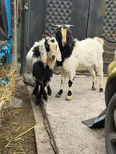 Козы, козлы: Продаю | Козёл (самец) | Полукровка | Для разведения | Осеменитель — 7