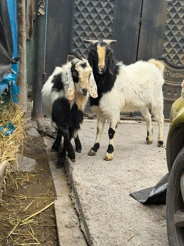 Козы, козлы: Продаю | Козёл (самец) | Битал | Для разведения — 9