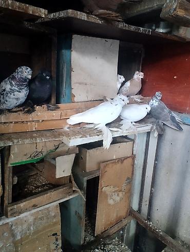 Голуби голубей птицы. цена от 500+