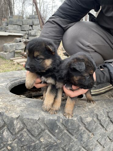 продам курей: Немецкая овчарка, 1 месяц, Самец