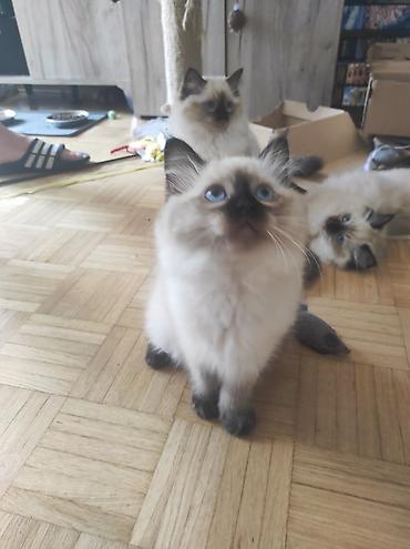 Mačke: Ragdoll mačići – blue point rođeni 02.04. - Prelepi ragdoll mačići sa — 6