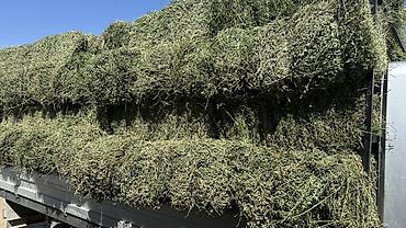 кукуруза сладкий: Сено люцерновое в тюках - Кормовое сено из люцерны, прессованное в — 2