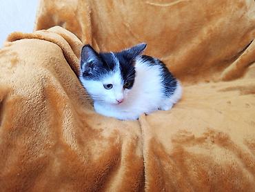 отдам даром котят бишкек: Кошка даром: Беспородная, 2 месяца, Мальчик — 4