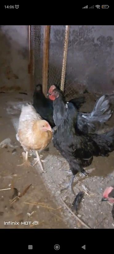 купить хорька в баку: Təmiz qan Avstrolp xoruz və fereleri 1.500 cekide sağlam heyvanlardır — 1