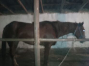 лошадь кыргызстан: Продаю | Кобыла (самка) | На забой, Для разведения | Племенные, Осеменитель, Мерин
