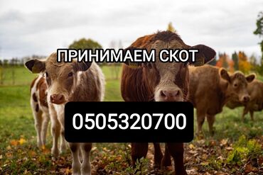 продам сельхоз животных: Куплю | Коровы, быки, Лошади, кони, Другие с/х животные | Самовывоз, Любое состояние, Круглосуточно