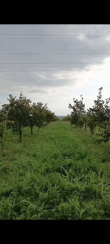 Torpaq sahələrinin satışı: 243 sot, Kənd təsərrüfatı, Mülkiyyətçi, Kupça (Çıxarış) — 3