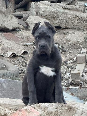 İtlər: Kane-Korso, 3 ay, Dişi, Peyvəndli, Pulsuz çatdırılma — 4