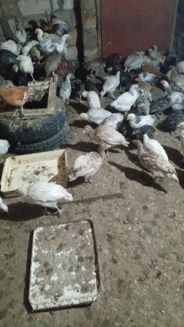 balaları: 3 aylıq hinduşka balaları satılır 15 manata