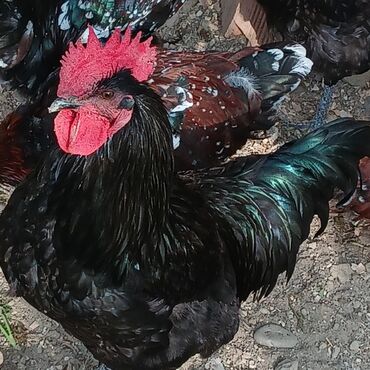 Xoruzlar: Sort xoruzlardır qarışıqda var sortlarda var 10 aylıqdı. Real almaq -da lalafo.az — 4 Xoruzlar: Sort xoruzlardır qarışıqda var sortlarda var 10 aylıqdı. Real almaq — 4