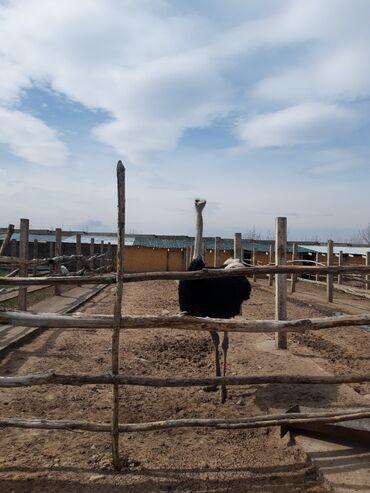черное африканское мыло: Продаю африканский страус самец 2 летний цена 2 жашаар африканский