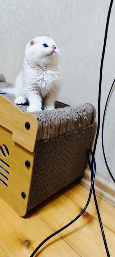 продажа кошек: Скотиш Фолд (Шотландиялык шалпаң кулак), 1 айлык, Эркек, Күмүш өңдүү шиншилла, Лотокко барууга үйрөтүлгөн, Курттардан тазаланган