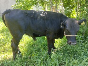 лебединовка быки: Продаю | Бык (самец) | Бельгийская, Абердин-ангус | На откорм | Искусственник