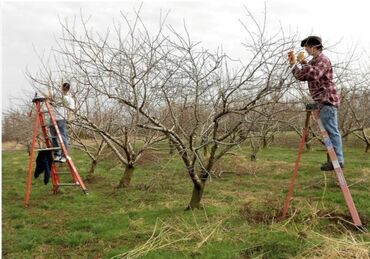 Спил деревьев, заготовка дров: Обрезка любой деревьевещё все сложности лечим больных деревьев стаж — 9