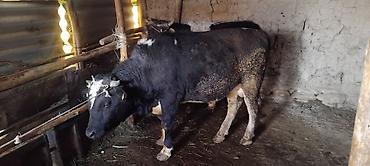 Коровы, быки: Продаю | Бык (самец) | На откорм at lalafo.kg — 7 Коровы, быки: Продаю | Бык (самец) | На откорм — 7