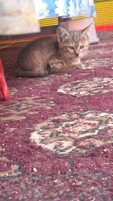 котята отдам в хорошие руки: Котёнок полосатый (табби) - Окрас: коричнево-серый тигровый табби с — 4