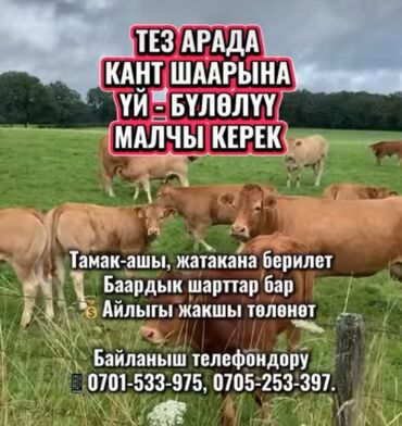 я по поводу работы официант: Требуется Скотник, Оплата Сдельная, Обучение