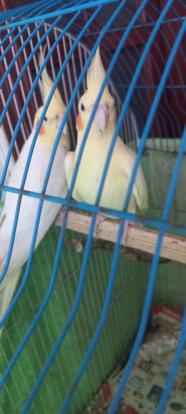 Tutuquşları: Salam Erkek Satilir Tam cute hazir Yas yarimliq.Disi uctu deye tek — 2