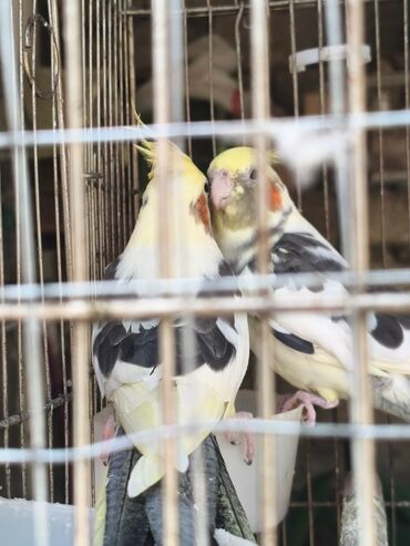 ebabil qusu qiymeti: Əl quşlari Hazir cüt var Oxuyan quşlar valnis karella boz karella 35