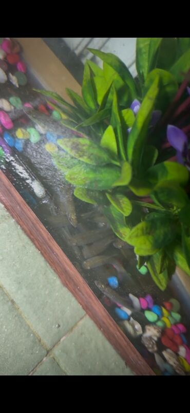 Akvarium aksessuar və ləvazimatları: Kütüm balıqlar yerim valaca oldugu üçün satoram 18-17 edəddir təcili — 2