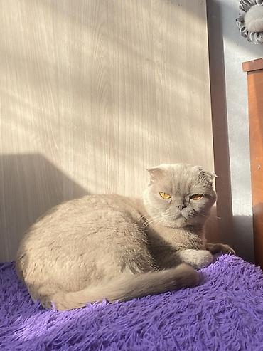 котенок скотиш фолд: Отдаем в добрые руки нашу Соню( в связи с переездом очень хорошая и — 1