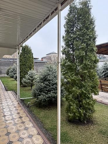 Ель: Продаю Ели голубые от 2-4 метров, колоновидные туи 4 метровые: густые — 9